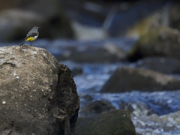 Virtavästäräkki, Grey Wagtail, Motacilla cinerea